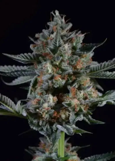 OG Kush Automatic by Zenseeds, Autoflower cannabis strain