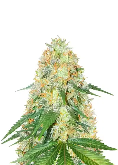 OG Kush Fast Version by Herbies USA Express, Photoperiod cannabis strain