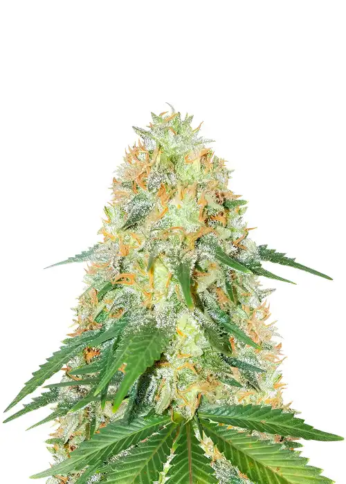 OG Kush Fast Version by Herbies USA Express, Photoperiod cannabis strain