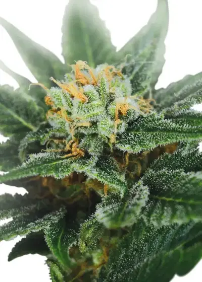 OG Kush (fem) by ILGM, Photoperiod cannabis strain