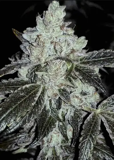 OG Kush RBx Autoflower cannabis strain
