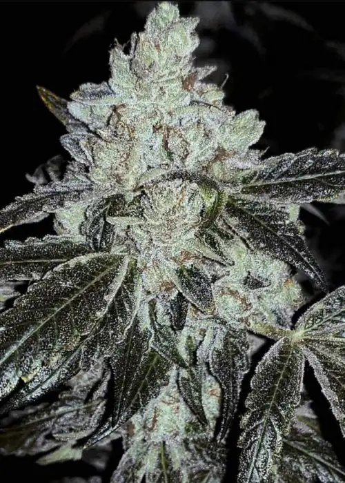 OG Kush RBx Autoflower by ETHOS Genetics, Autoflower cannabis strain
