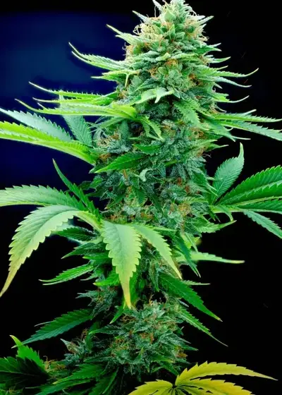 OG Kush x Northern Lights #5 F1 by Authentic Genetics, Photoperiod cannabis strain
