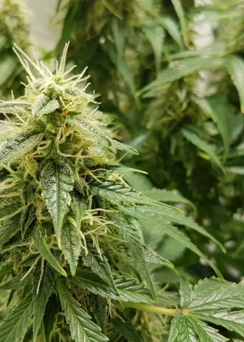 OG Kush by Biological Seeds, Photoperiod cannabis strain