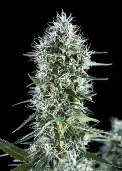 OG Lemon Bilbo by Genehtik, Photoperiod cannabis strain
