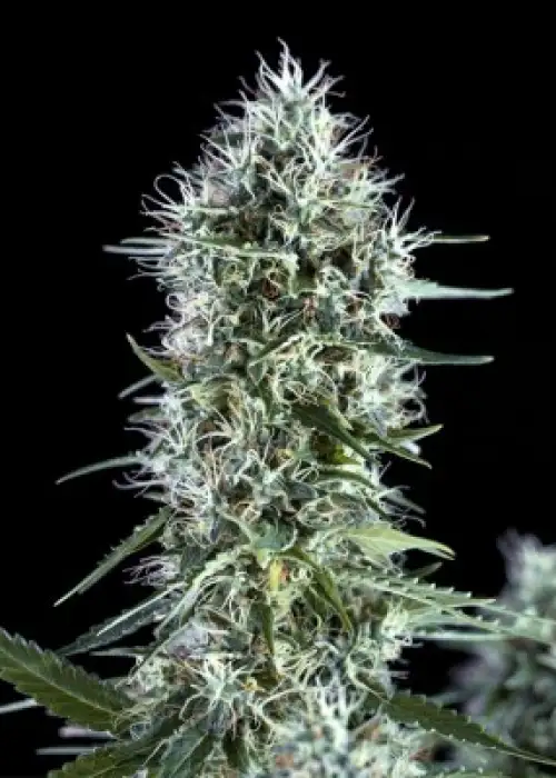 OG Lemon Bilbo by Genehtik, Photoperiod cannabis strain