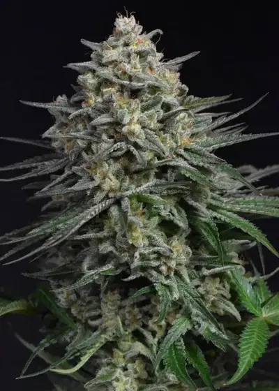 OG Lemoniada by Breed Bros, Photoperiod cannabis strain
