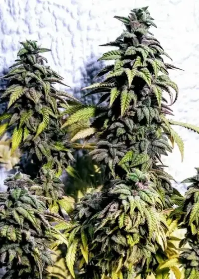 OG Upsetter cannabis strain