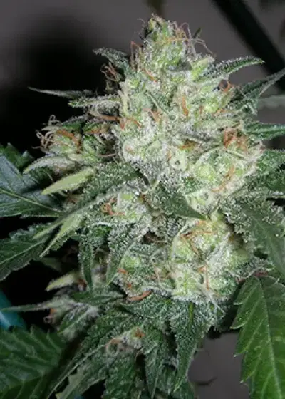 OGiesel by The Cali Connection, Photoperiod cannabis strain