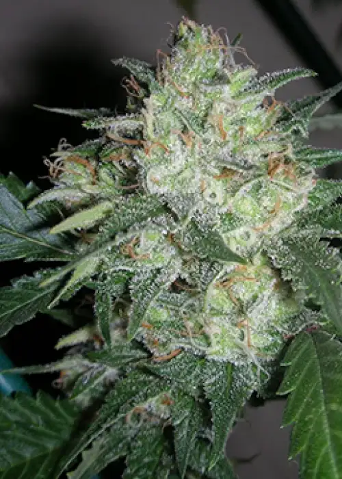 OGiesel by The Cali Connection, Photoperiod cannabis strain