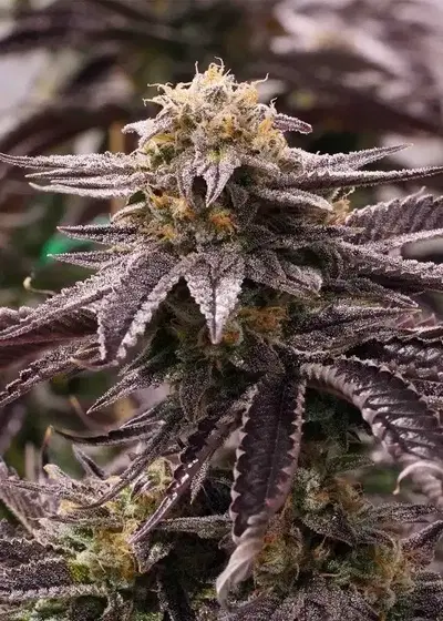 OGKZ by Humboldt Seed Organization, Photoperiod cannabis strain