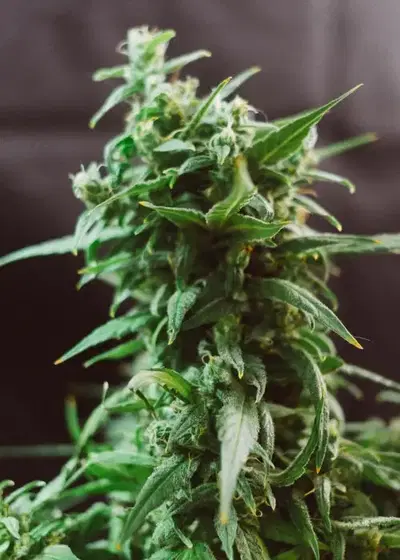 Ogre by Joint Doctor Lowryder, Autoflower cannabis strain