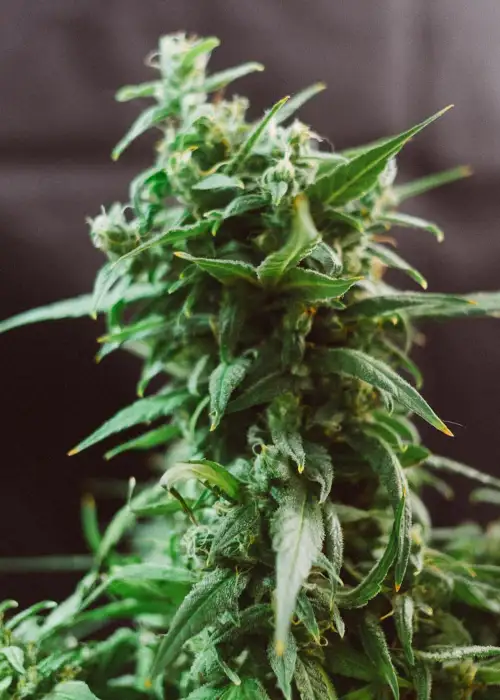 Ogre by Joint Doctor Lowryder, Autoflower cannabis strain