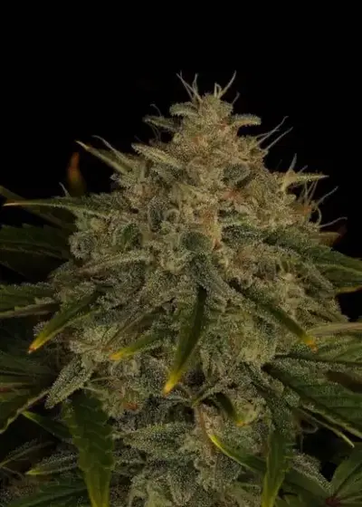 Ogreberry by Twenty20, Autoflower cannabis strain