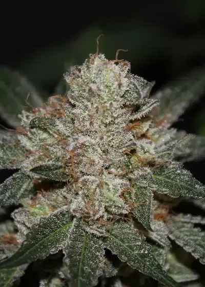 Oh God by Jordan Of The Islands, Photoperiod cannabis strain