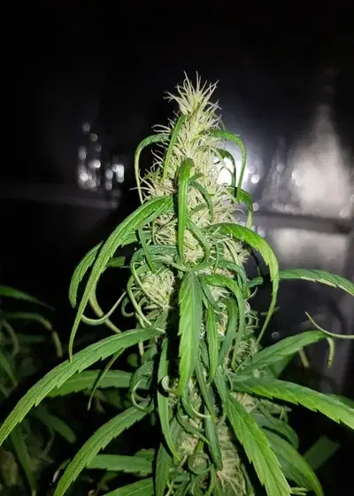 Old Congo by Tropical Seeds Company, Photoperiod cannabis strain