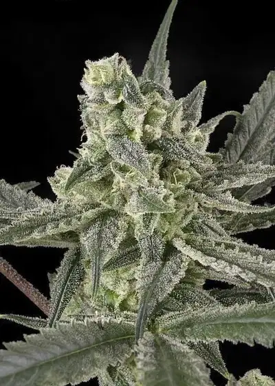 Old School by Ripper Seeds, Photoperiod cannabis strain
