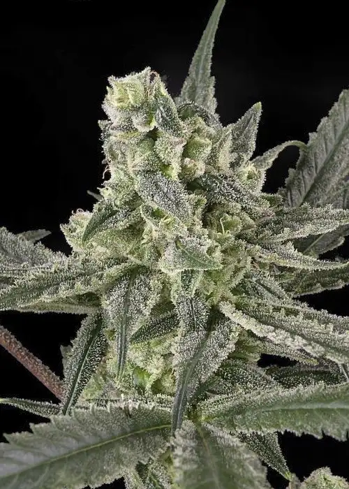 Old School by Ripper Seeds, Photoperiod cannabis strain