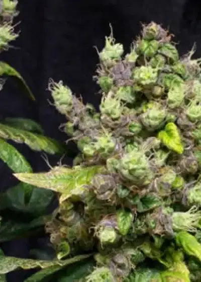 Old Time Moonshine by DJ Short, Photoperiod cannabis strain