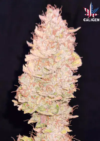 OMG Kush Auto by Caligen, Autoflower cannabis strain