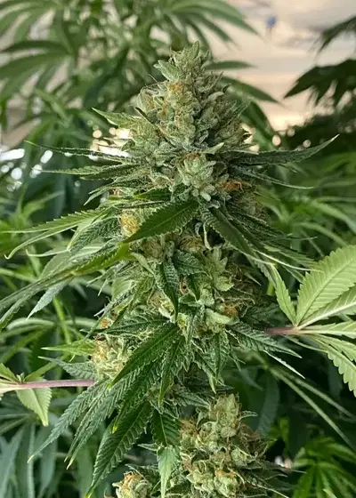 (ON Haze x Original Haze) x Northern Lights #2 Seeds F1 by Authentic Genetics, Photoperiod cannabis strain