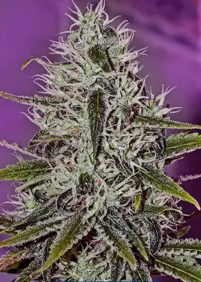 One Love Haze by Positronics Seeds, Photoperiod cannabis strain