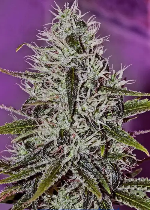 One Love Haze by Positronics Seeds, Photoperiod cannabis strain