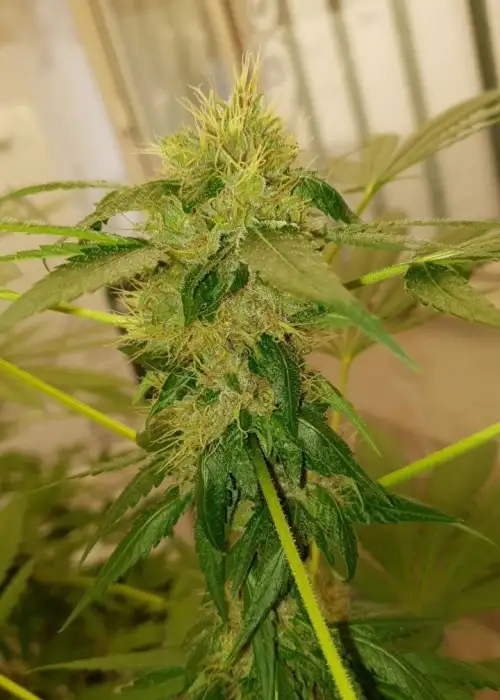 One Shot by Eureka Seed Org, Photoperiod cannabis strain