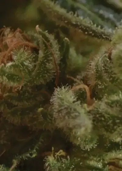 One To One by CBD Seeds, Photoperiod cannabis strain