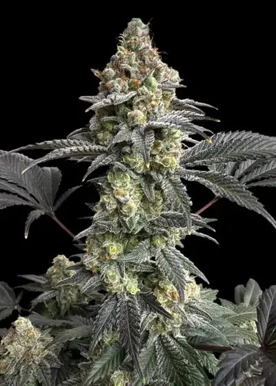 OnionOG (O.O) by TerpyZ Mutant Genetics, Photoperiod cannabis strain