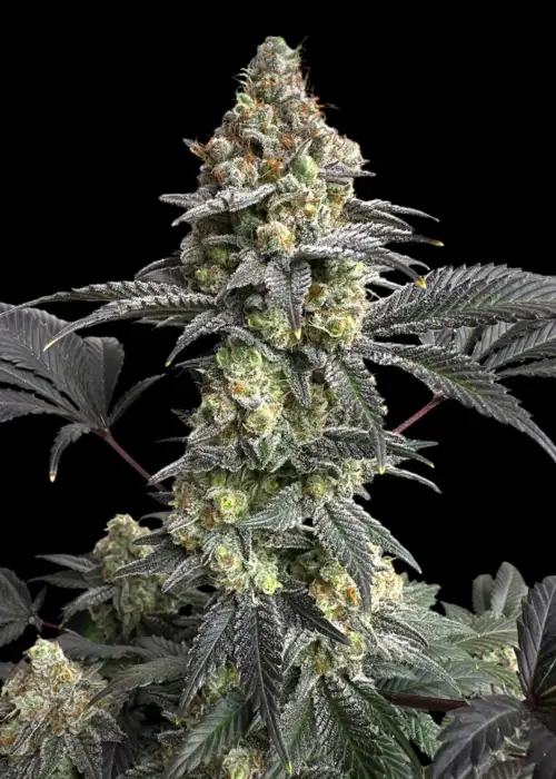 OnionOG (O.O) by TerpyZ Mutant Genetics, Photoperiod cannabis strain