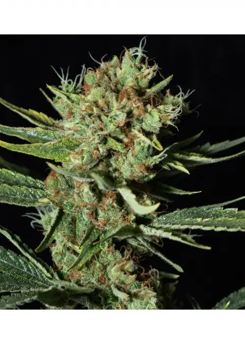Only CBD by Eva Seeds, Photoperiod cannabis strain