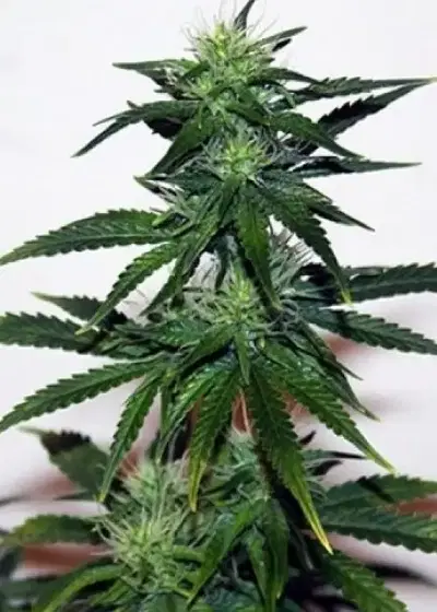 Onyx Autoflowering cannabis strain