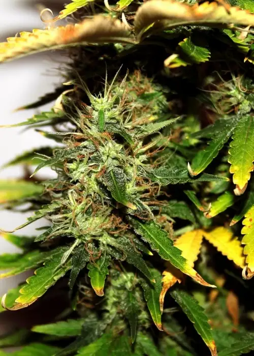 Onyx Reloaded by Flash Seeds, Autoflower cannabis strain