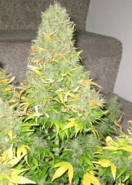 Onyx by Short Stuff, Autoflower cannabis strain