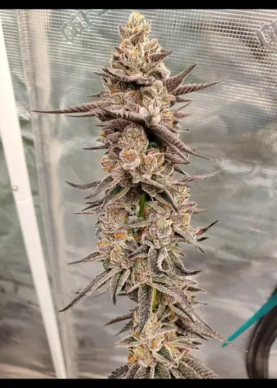 OO Kush Breath IX by In House Genetics, Photoperiod cannabis strain