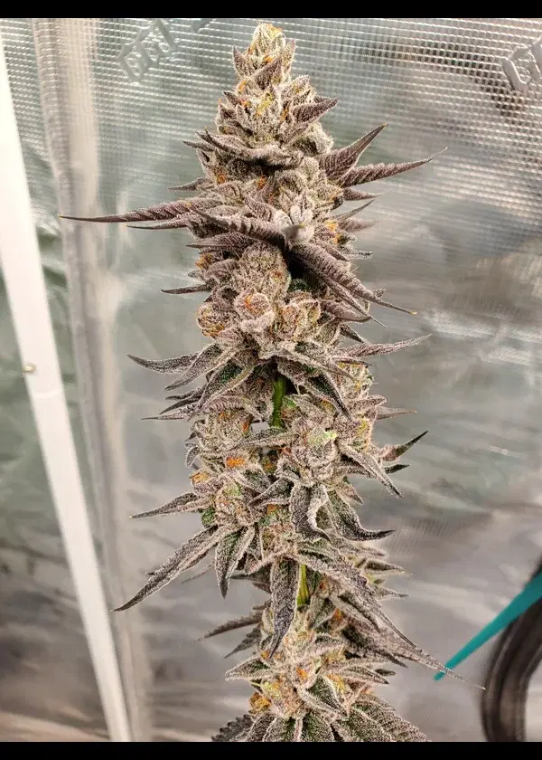 OO Kush Breath IX by In House Genetics, Photoperiod cannabis strain