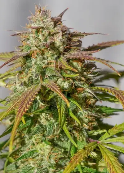Orange Amnesia Auto by Master Sensei Genetics, Autoflower cannabis strain