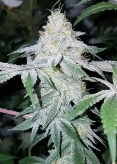 Orange Apricot x MAC by Capulator, Photoperiod cannabis strain