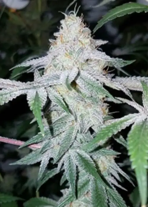 Orange Apricot x MAC by Capulator, Photoperiod cannabis strain