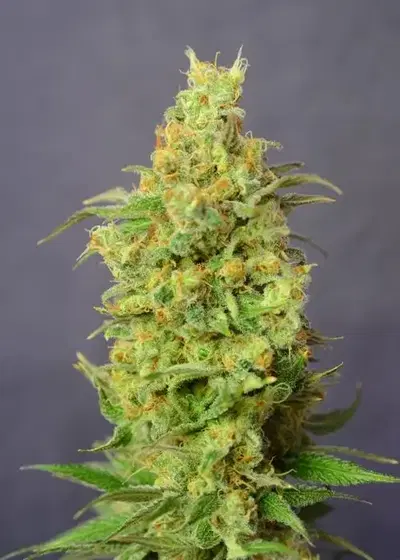 Orange Barb by House of the Great Gardener, Photoperiod cannabis strain