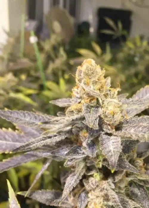 Orange Big Bud by CBD Seeds, Photoperiod cannabis strain
