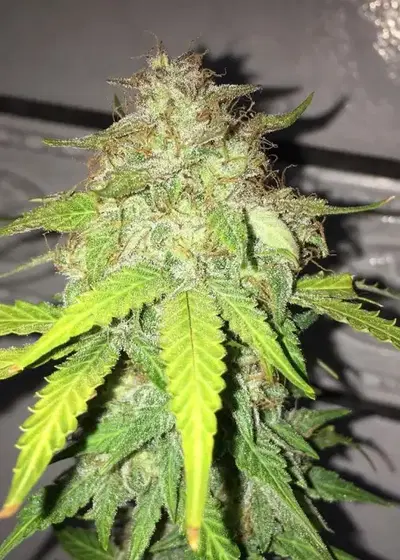 Orange Blossom / Tangie XXL Auto by BSF Seeds, Autoflower cannabis strain