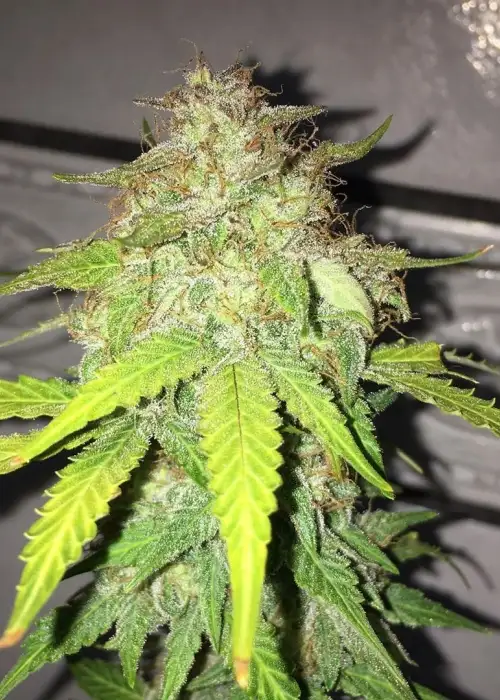 Orange Blossom / Tangie XXL Auto by BSF Seeds, Autoflower cannabis strain