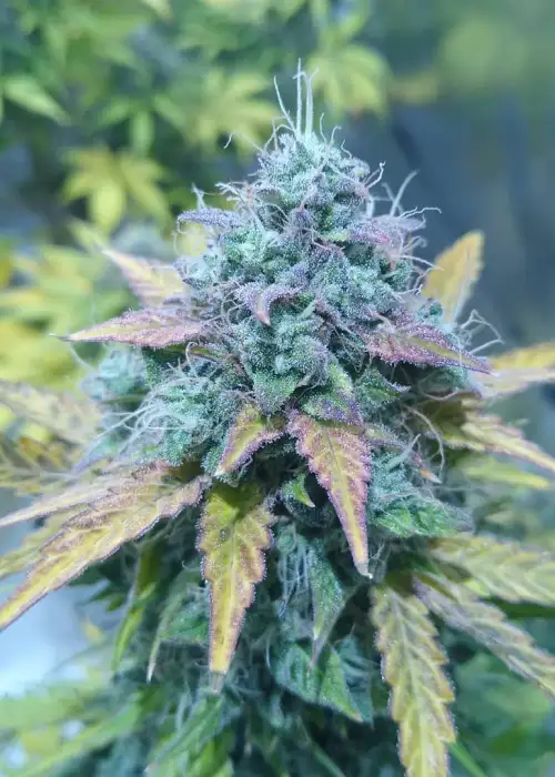Orange Bubblegum by Twisted Tree Autoflowers, Autoflower cannabis strain