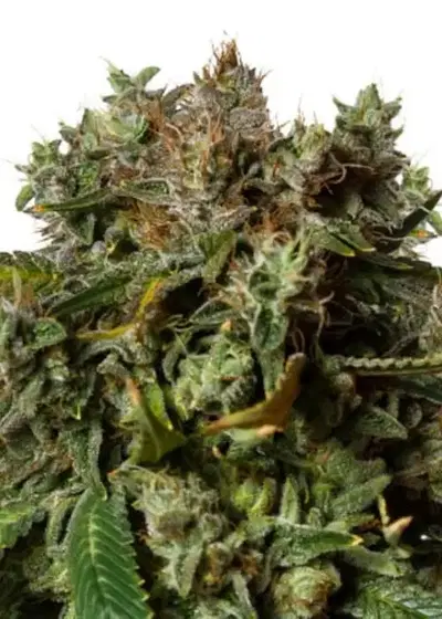 Orange Bud Auto by Tanie Sianie cannabis strain