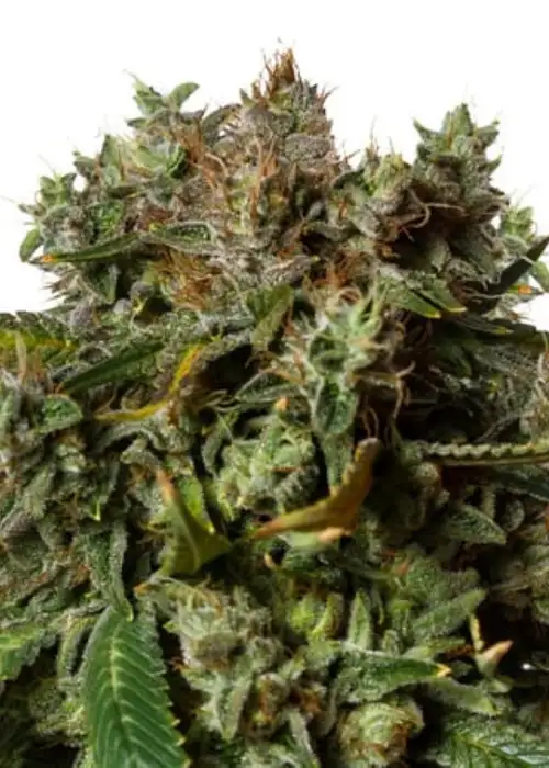 Orange Bud Auto by Tanie Sianie cannabis strain