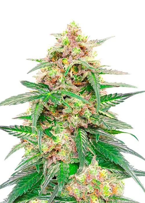 Orange Buddy Auto by Herbies Seeds, Autoflower cannabis strain