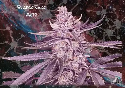 Orange Cake Auto by GeneSeeds - NemeSeeds, Autoflower cannabis strain