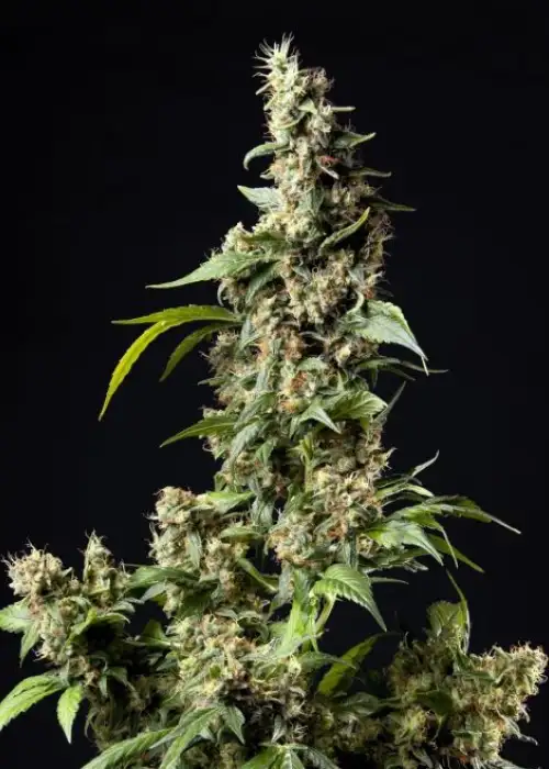 Orange Candy aka Naranchup by Philosopher Seeds, Photoperiod cannabis strain